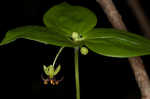 Indian cucumber